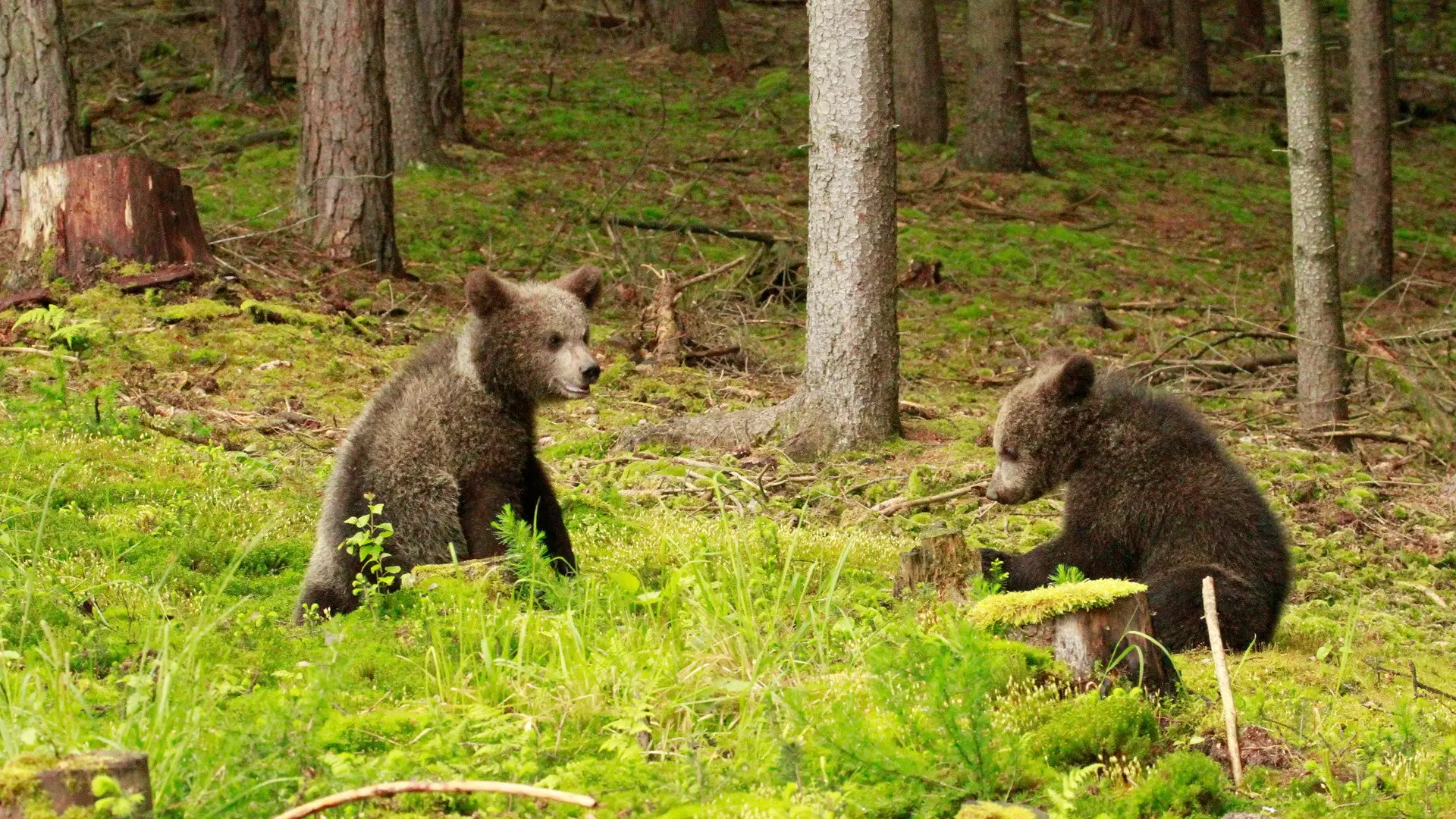 Beary Tales backdrop