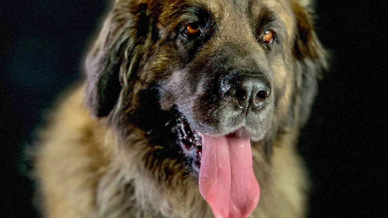 How dogs conquered the world backdrop