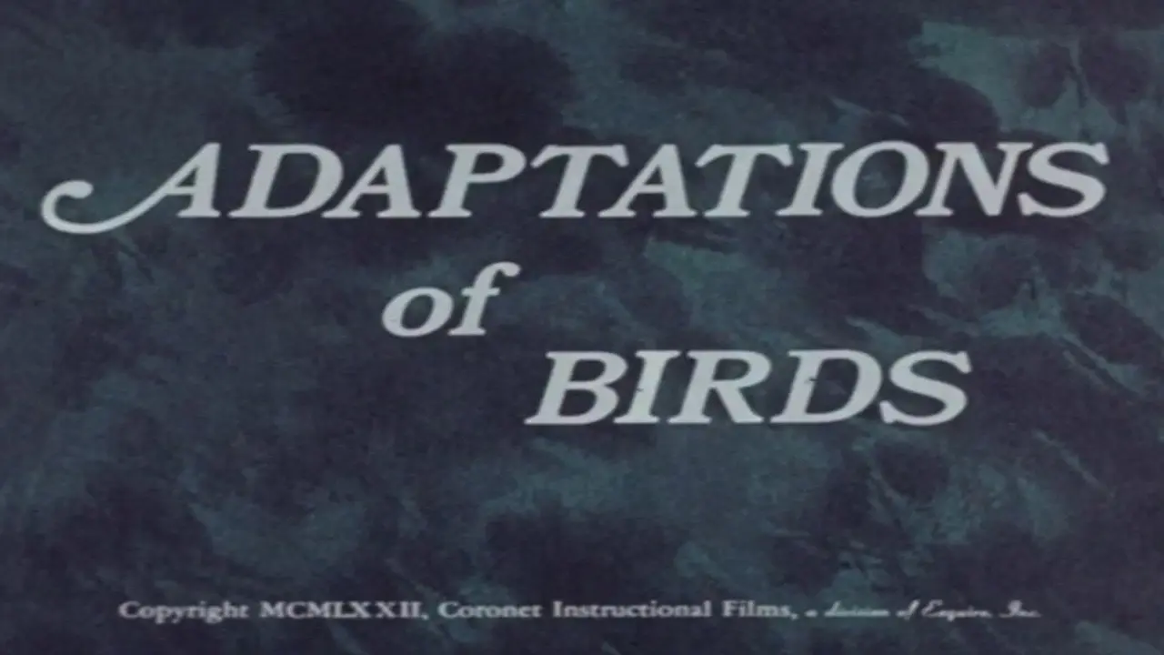 Adaptations of Birds backdrop