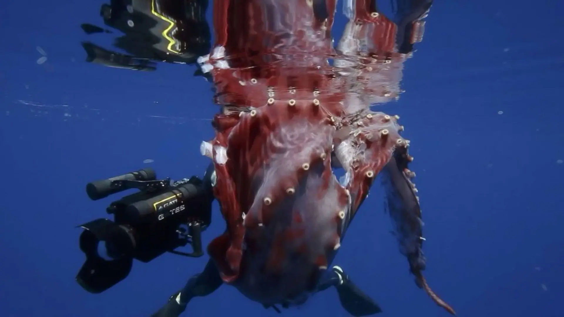 Hunt For The Giant Squid backdrop