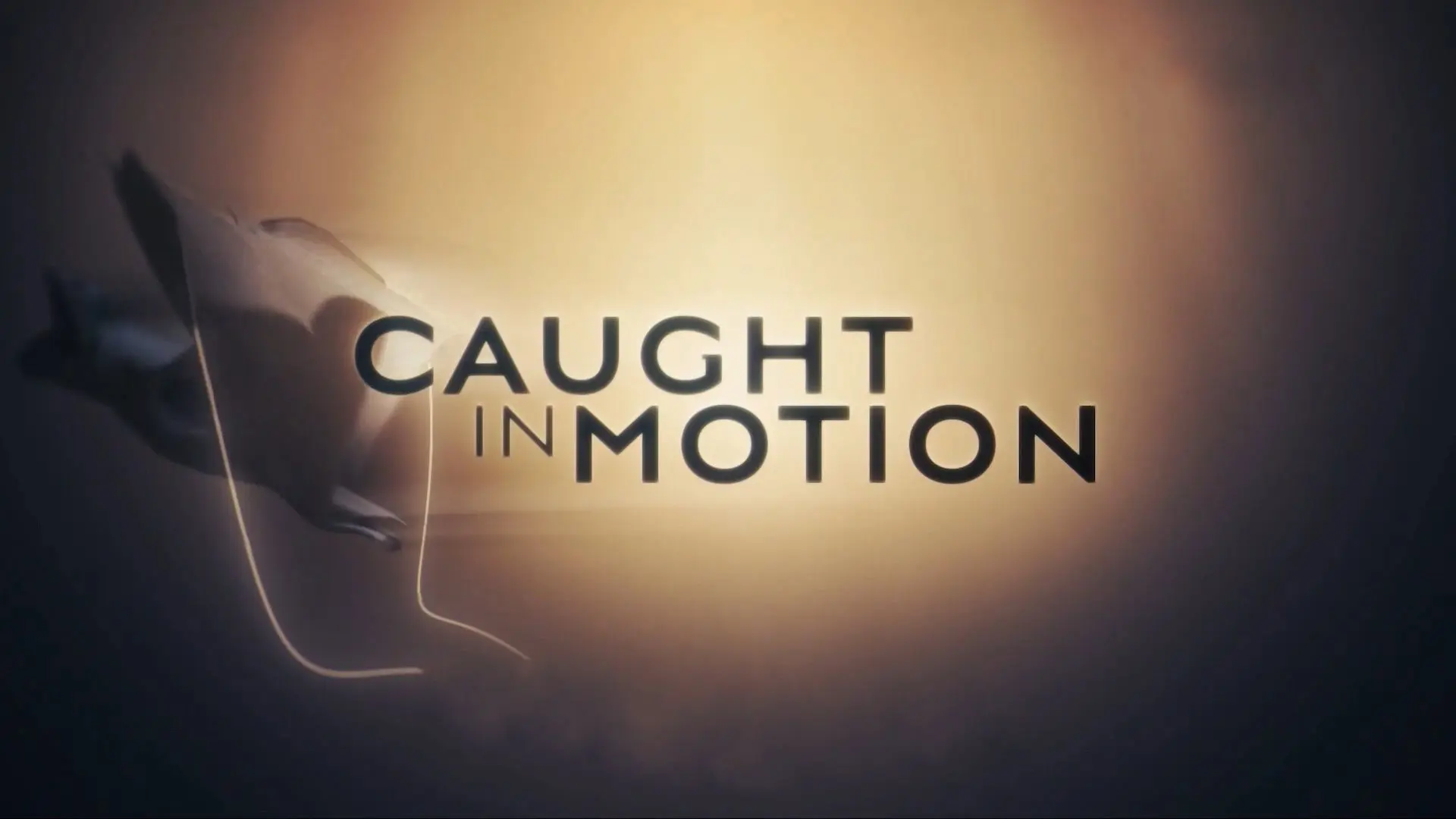 Caught in Motion backdrop