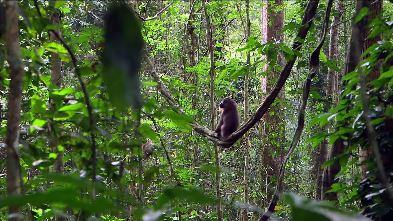 Mandrills : le paradis retrouvé backdrop