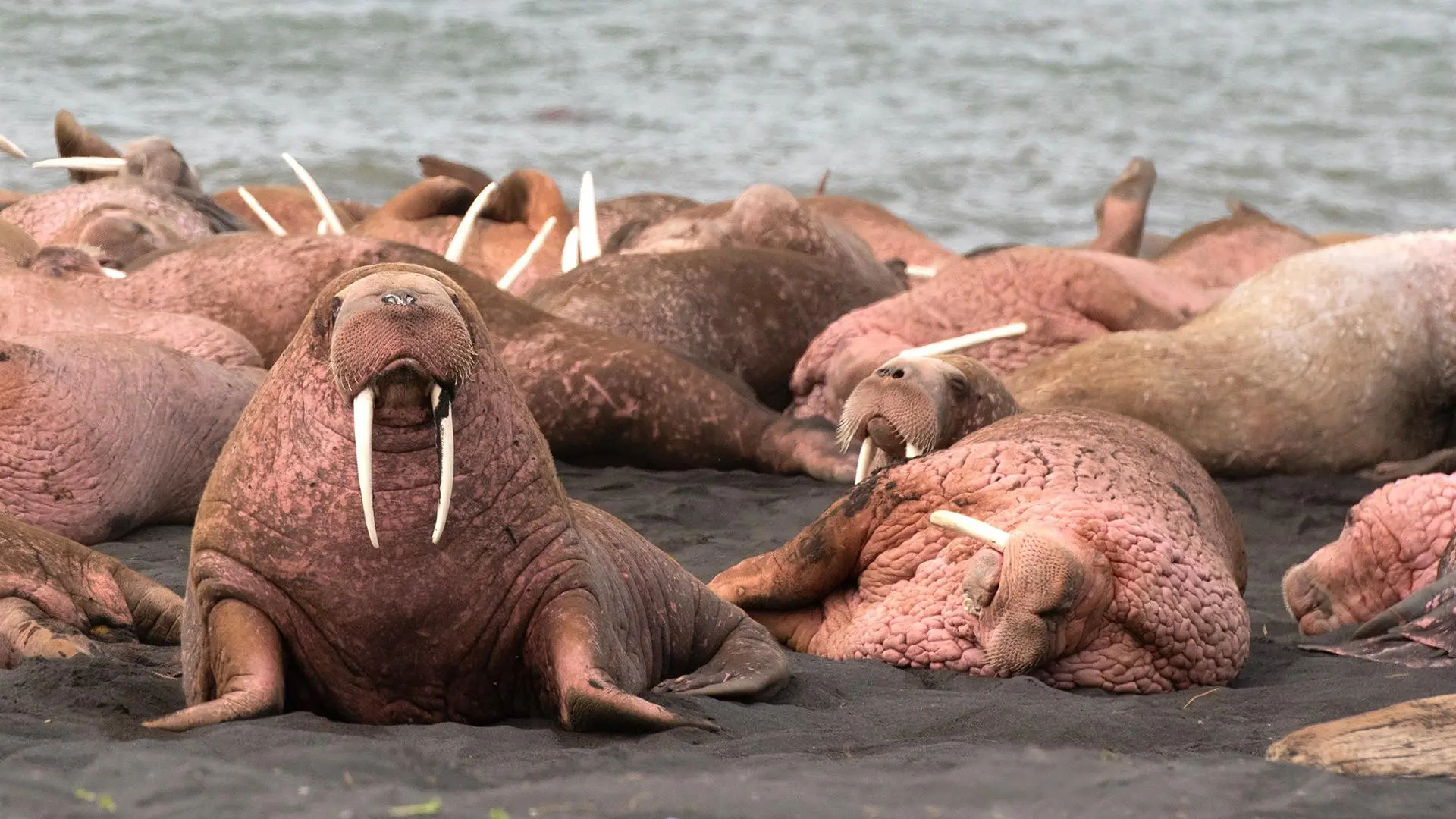 Walrus: Life on Thin Ice backdrop
