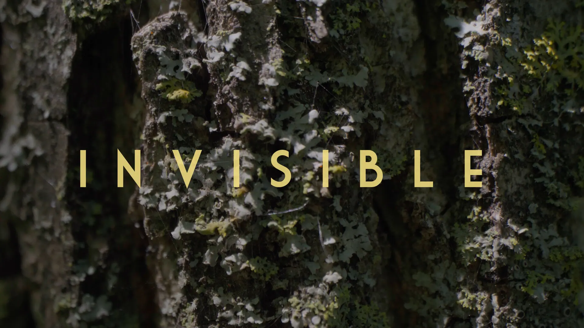 Invisible - Revealing Hidden Disabilities backdrop