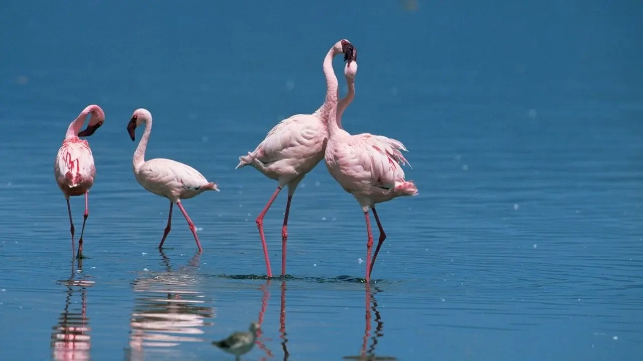 Nature: Love in the Animal Kingdom backdrop