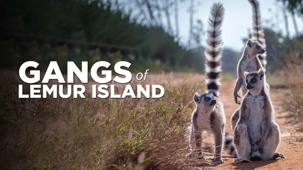 Gangs of Lemur Island backdrop