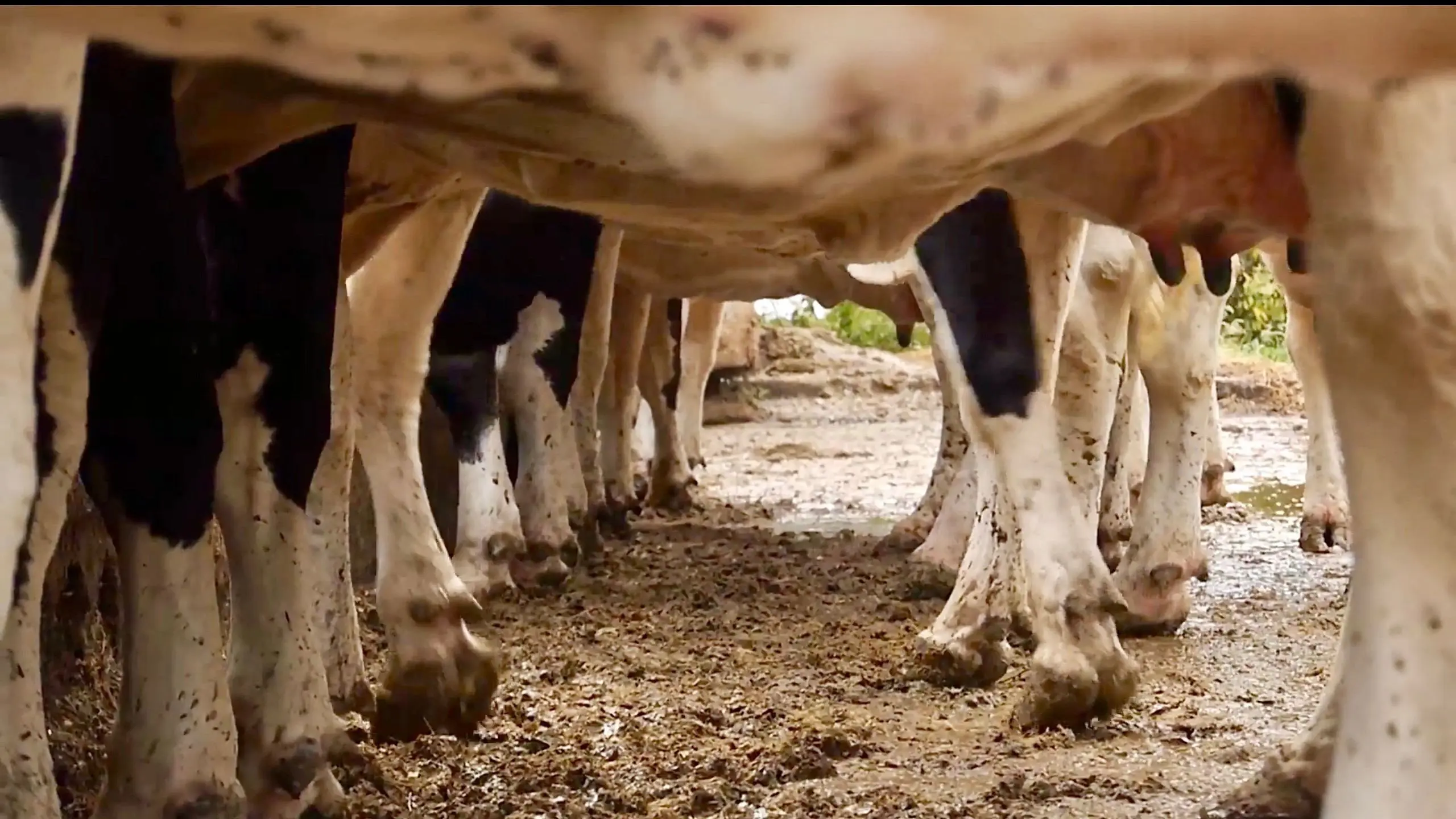 Cows With No Name backdrop