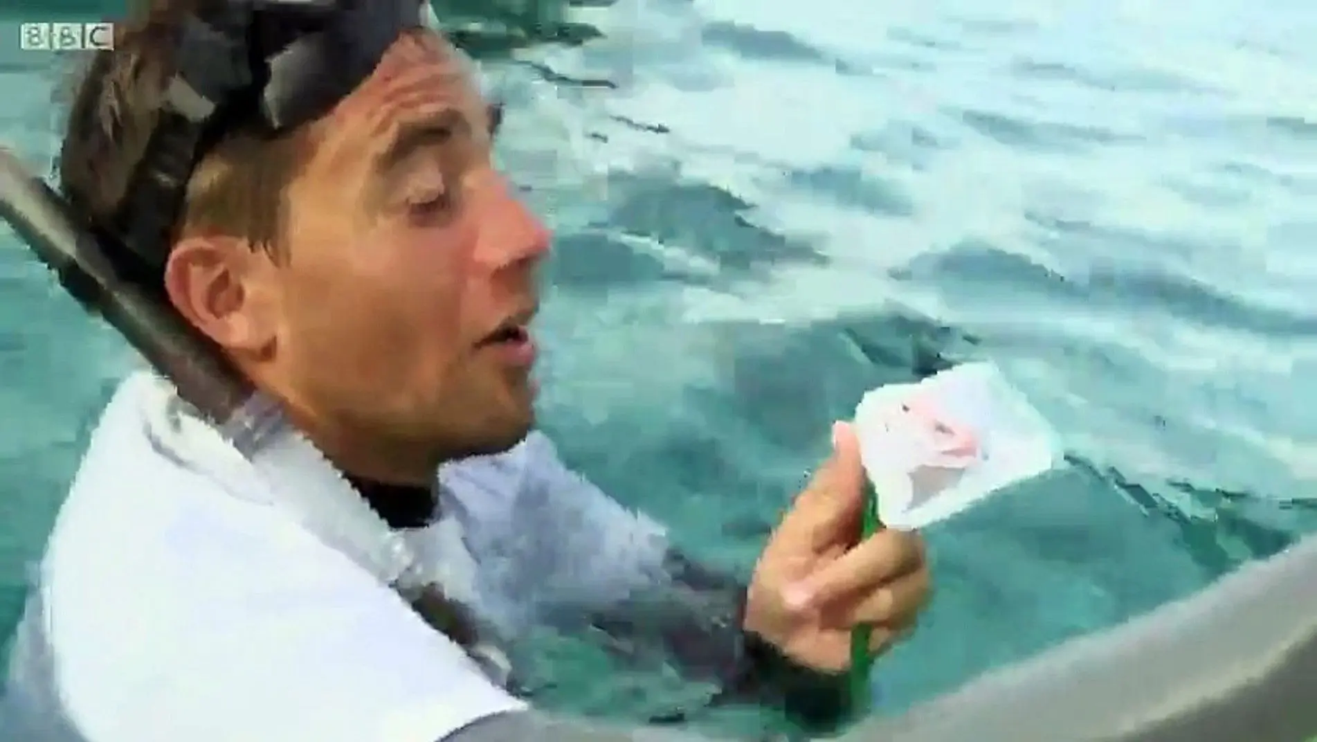 Shark: Beneath the Surface backdrop