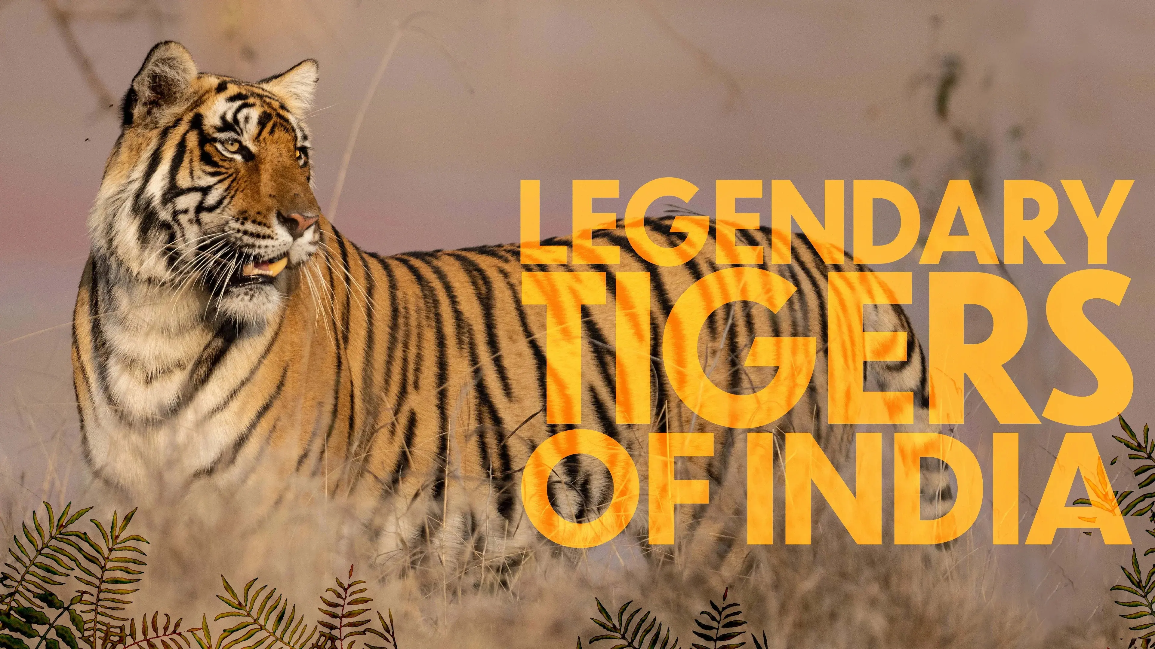 Legendary Tigers of India backdrop