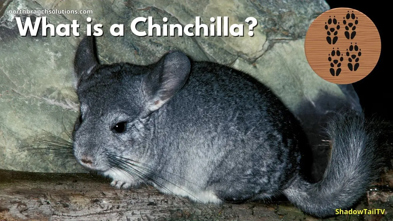 What is a Chinchilla, Really? backdrop