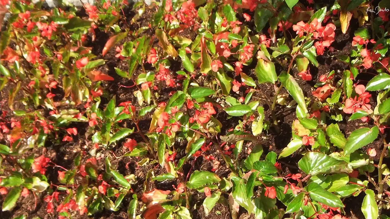Red Green backdrop