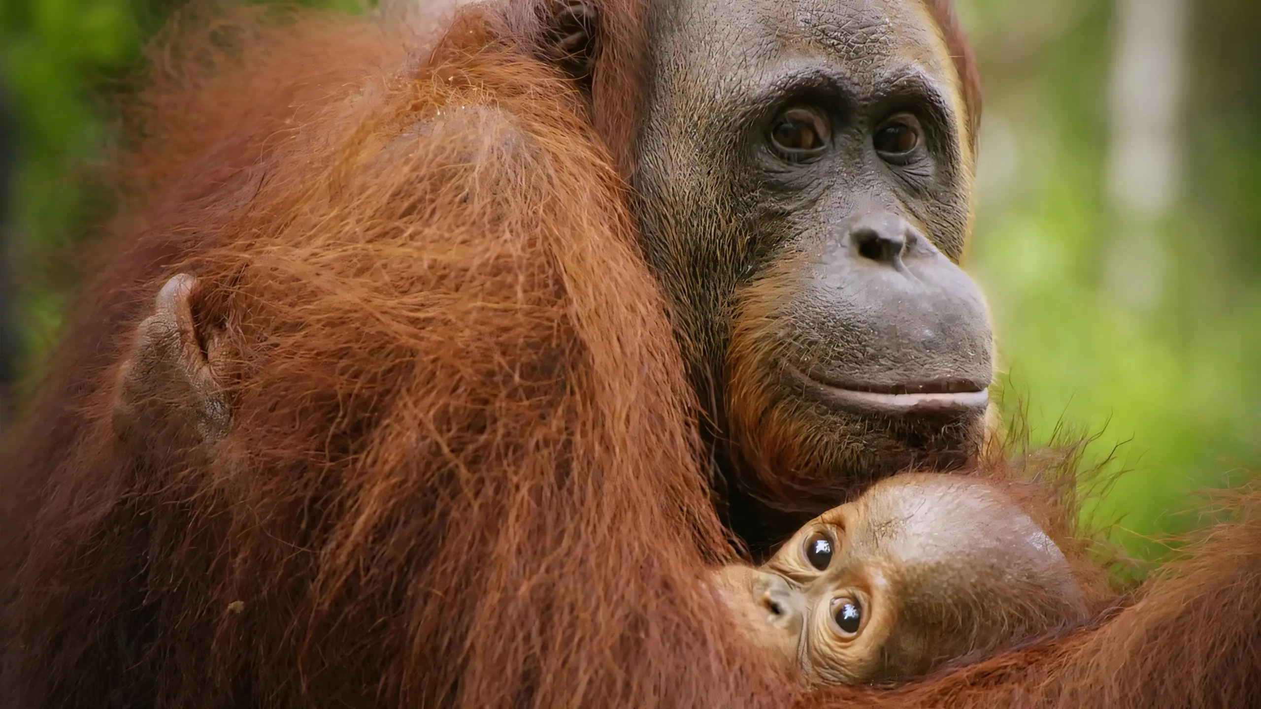 Red Ape: Saving the Orangutan backdrop