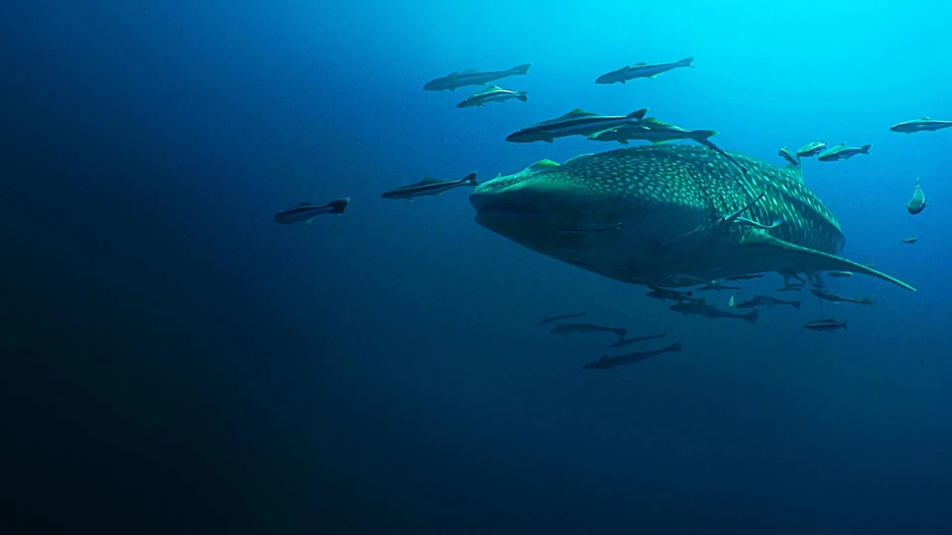 Mysteries of the Mekong backdrop