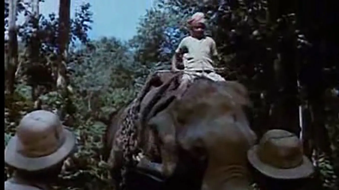 Black Mountain backdrop