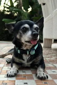 Cuki