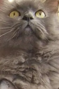 Monstro Cat