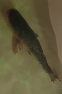 Carp