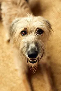 Rosie the Lurcher