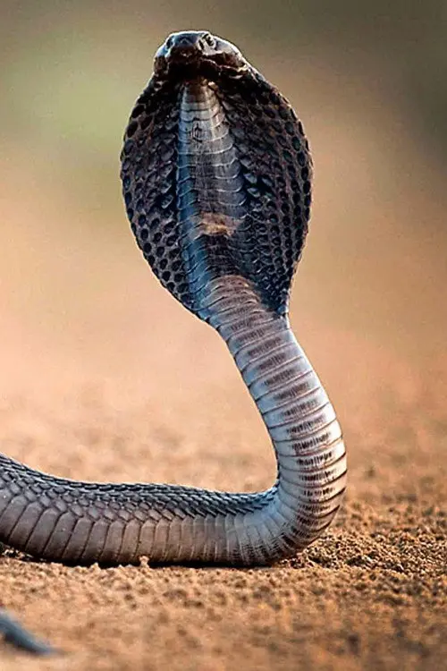 One Million Snake Bites