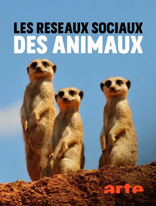 Animal Social Network