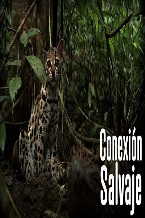 Wild Connection