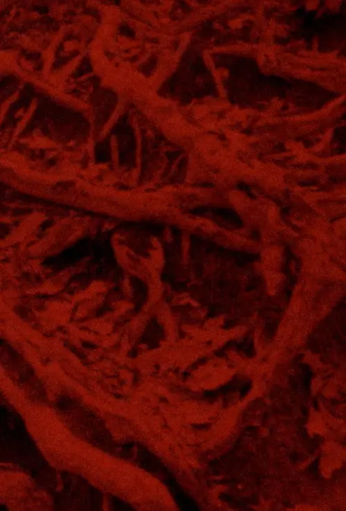 Language of the Entrails