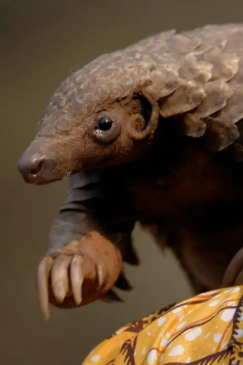 Wild Hope: Pangolin Protectors