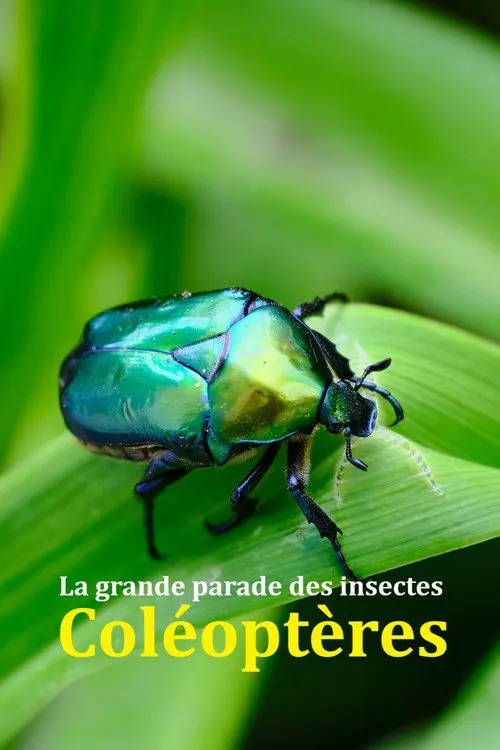 Fabulous Insects - Beetles