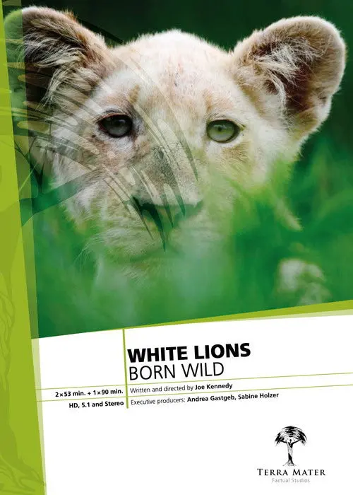 White Lions Born Wild