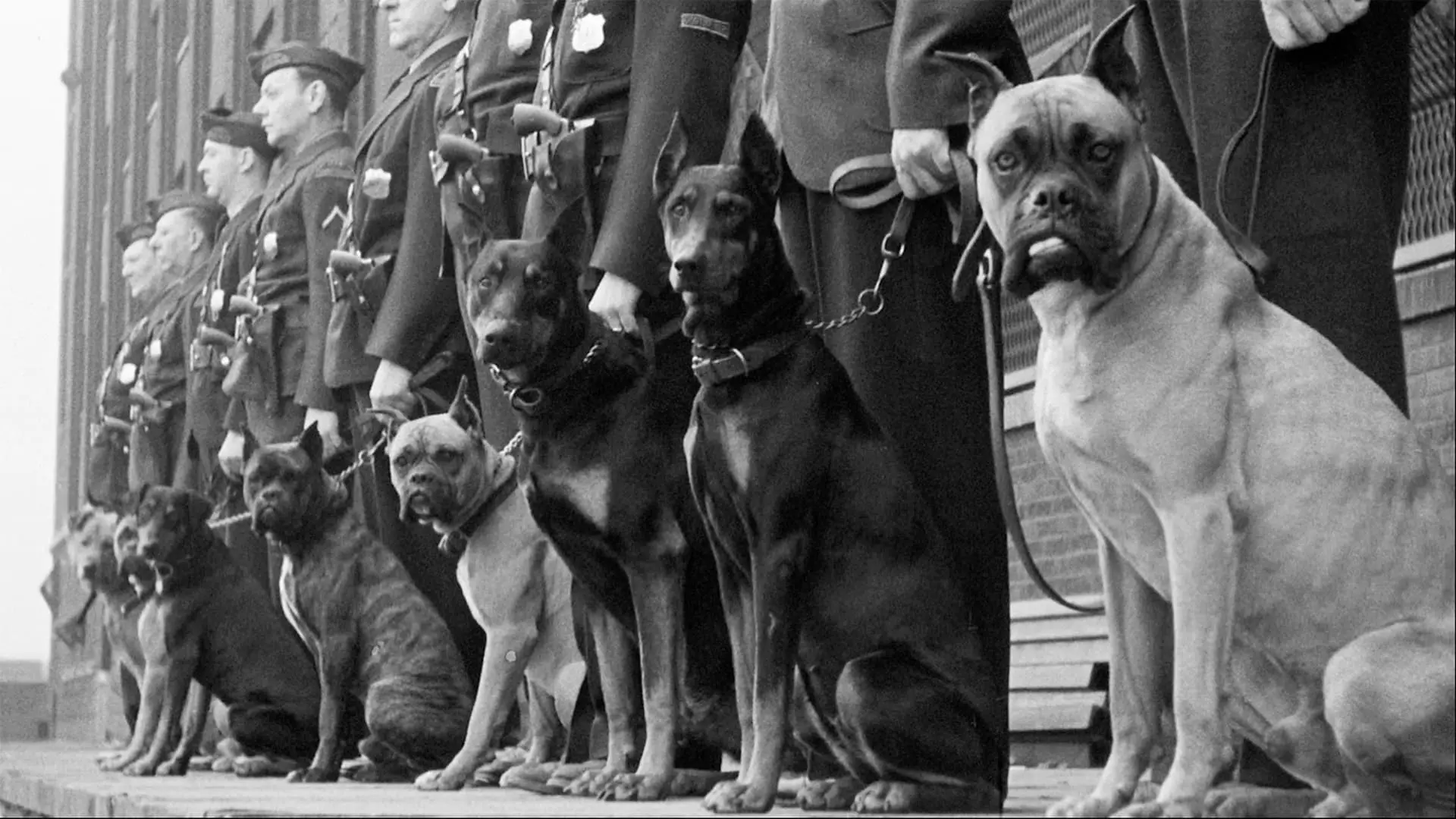 Beasts of War backdrop