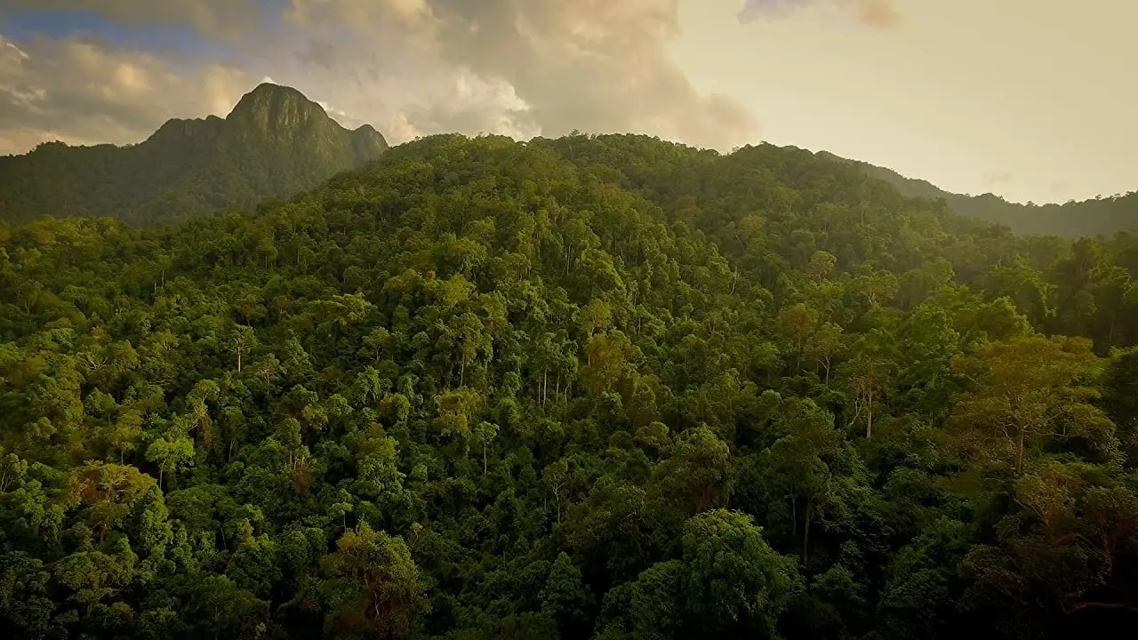 The Forgotten Forests of Malaysia backdrop