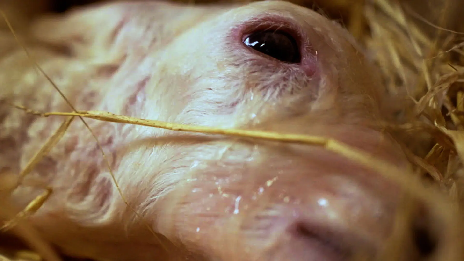 Twa Double Doubles backdrop