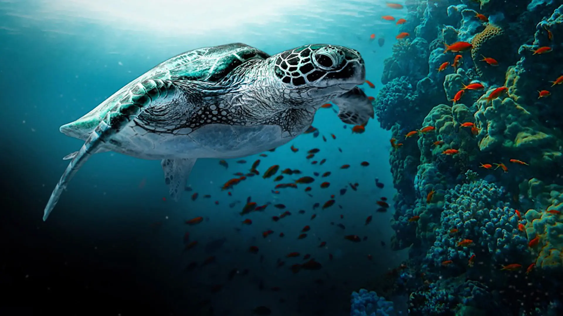 The Great Barrier Reef: A Living Treasure backdrop