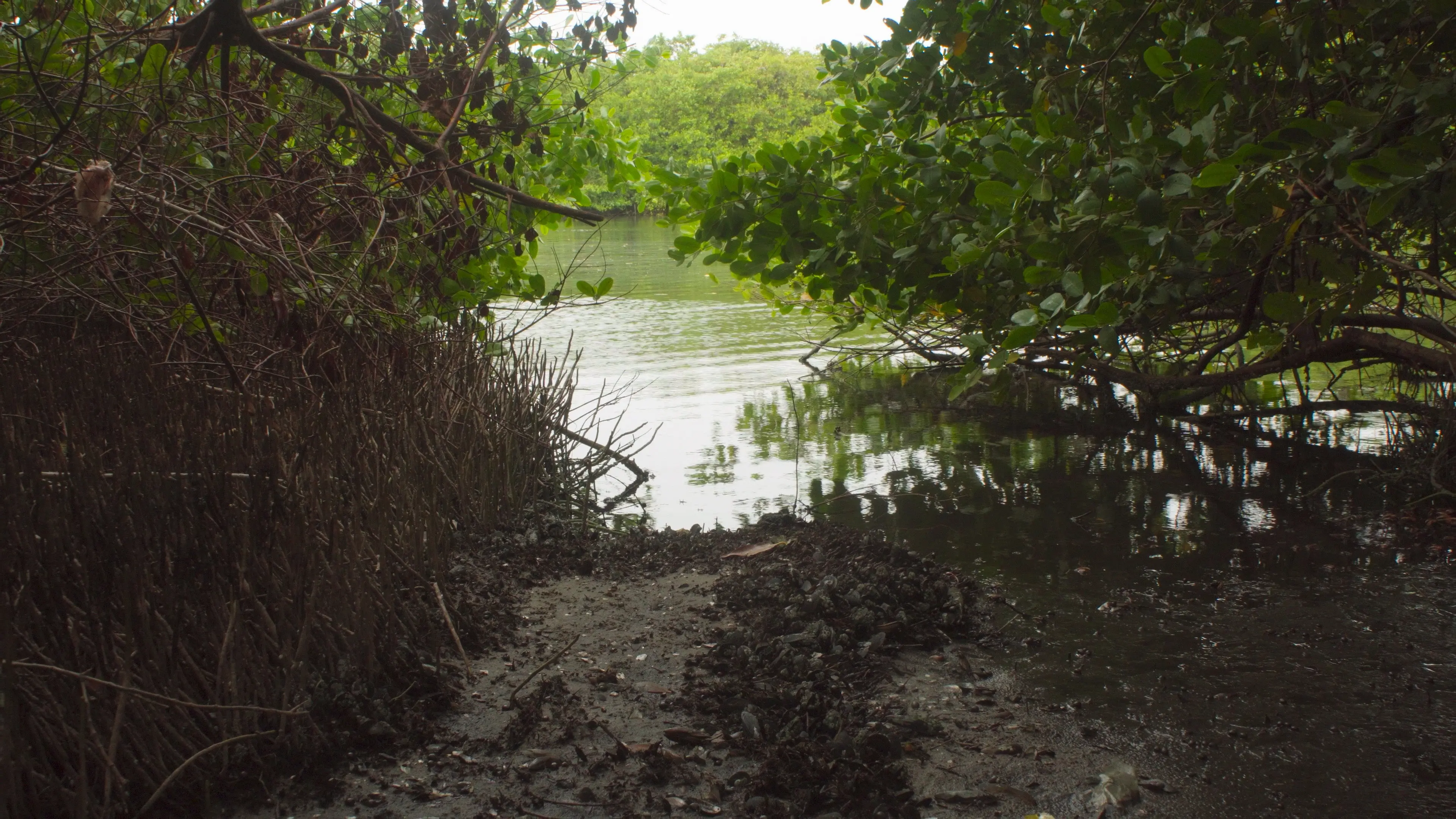 Akiechi Weimei, Magical Mangrove backdrop