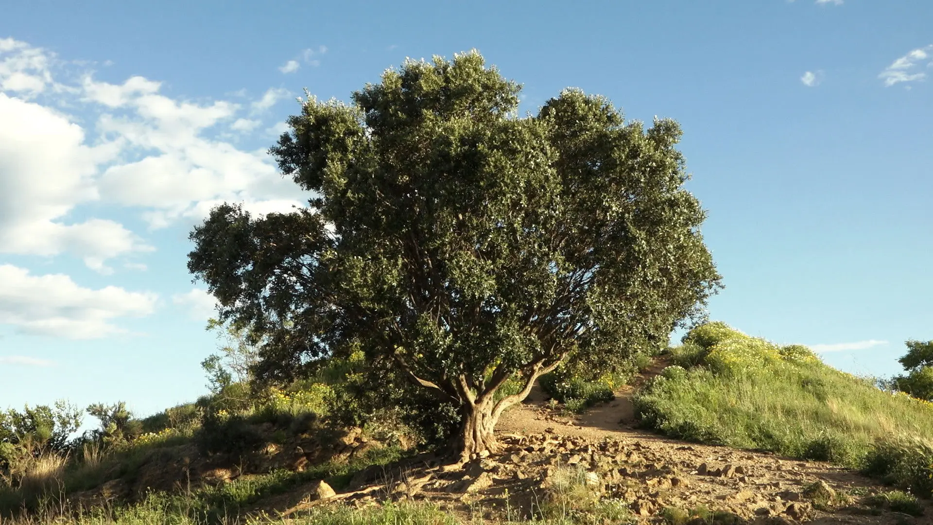 The distances backdrop