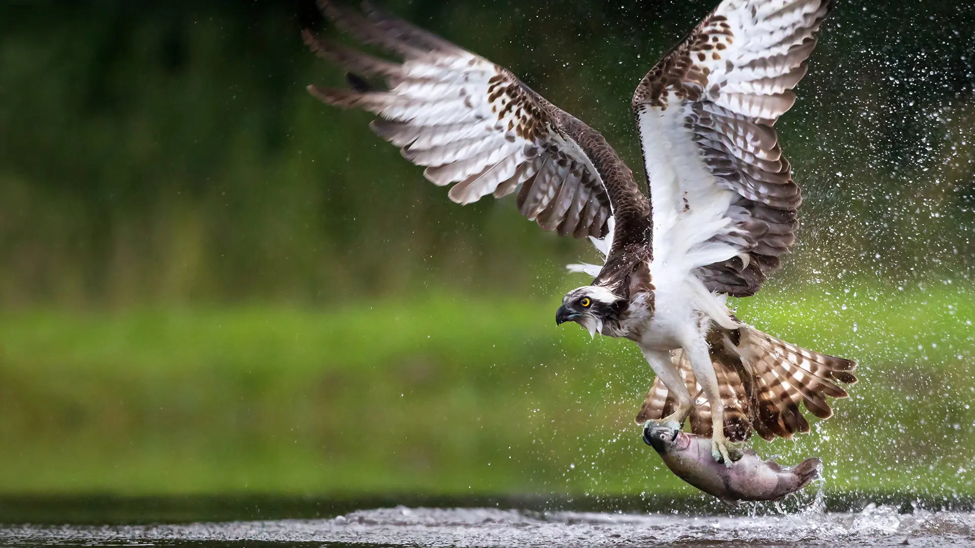 Osprey: Sea Raptor backdrop