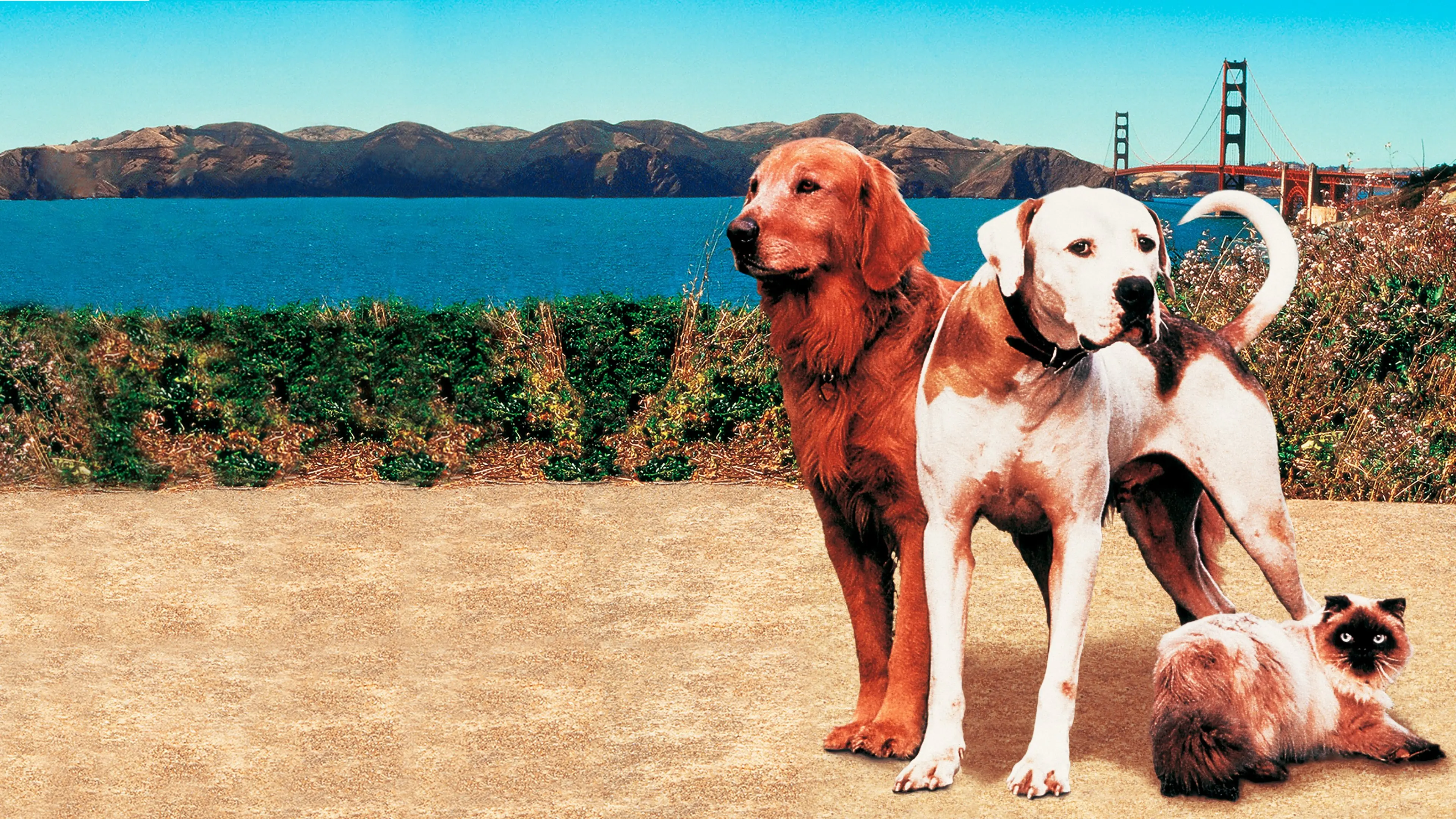 Homeward Bound II: Lost in San Francisco backdrop