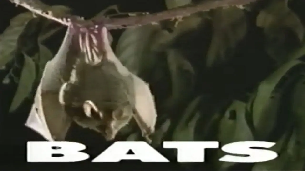 Predators of the Wild: Bats backdrop