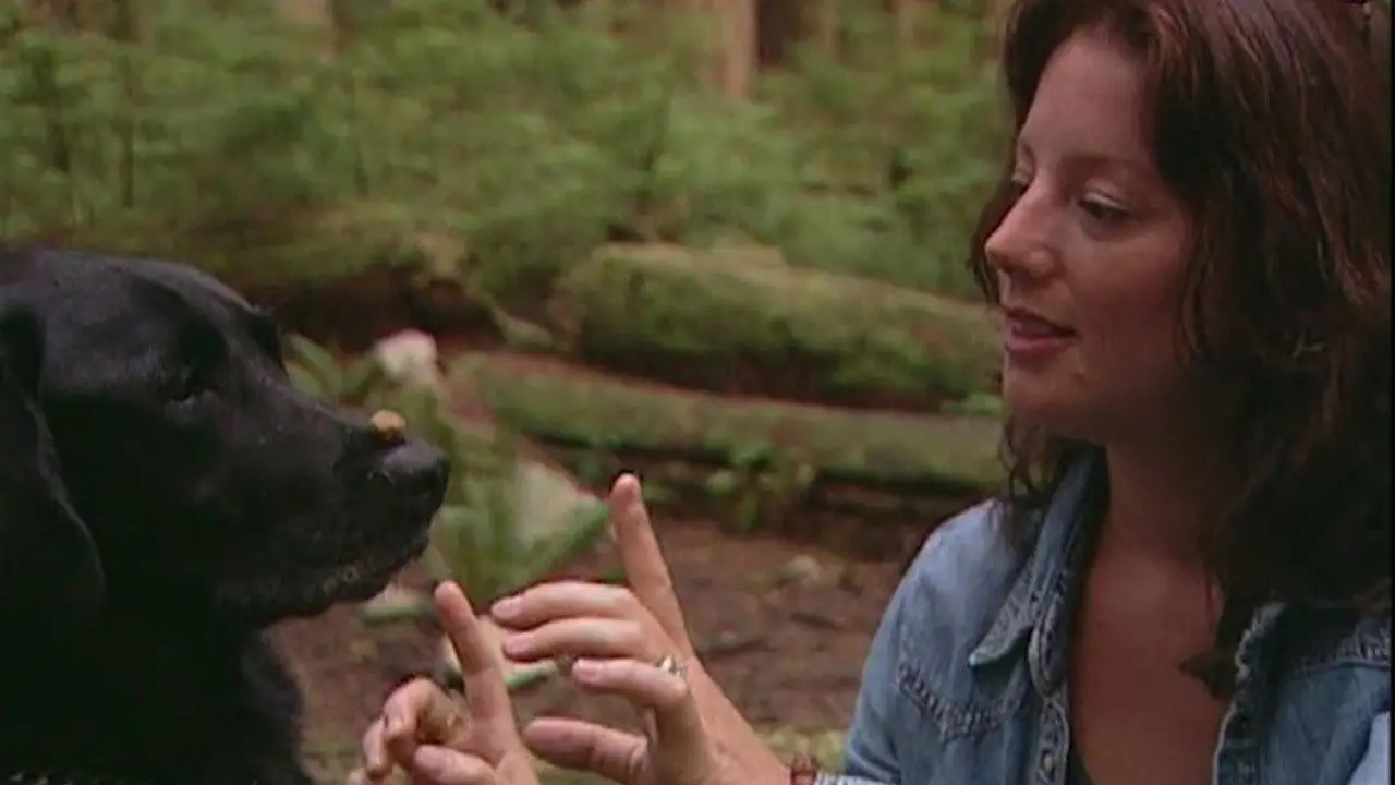 Sarah McLachlan: A Life of Music backdrop