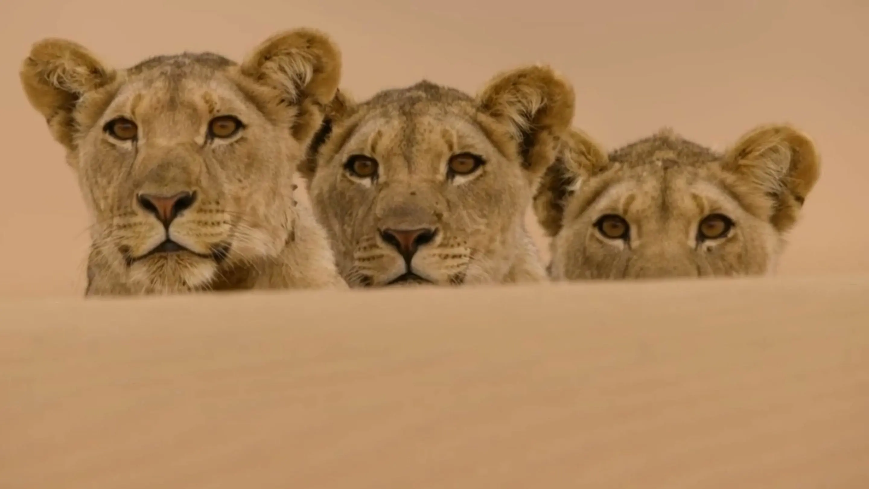Desert Lions of the Namib - Departure and Return backdrop